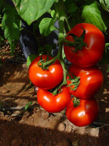 Current Farm Operations